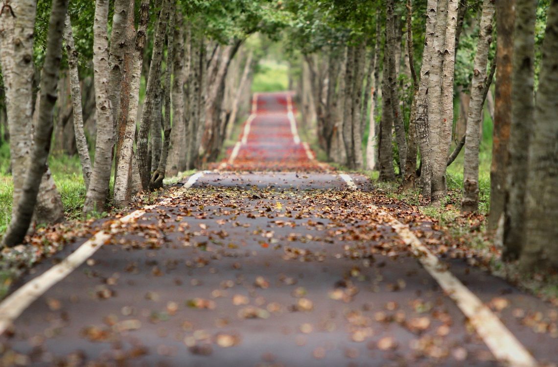 Foto de una carretera entre árboles